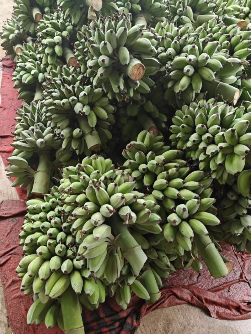 粉蕉西贡蕉