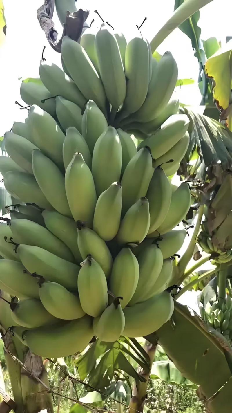 粉蕉西贡蕉