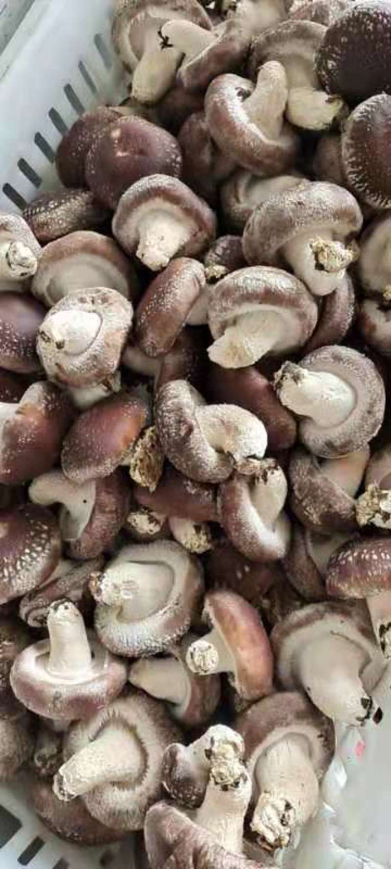 各类香菇