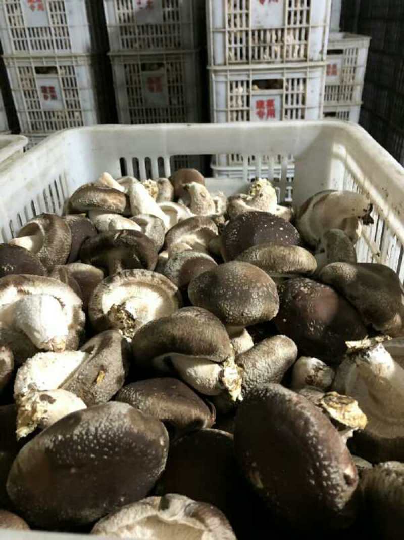 各类香菇