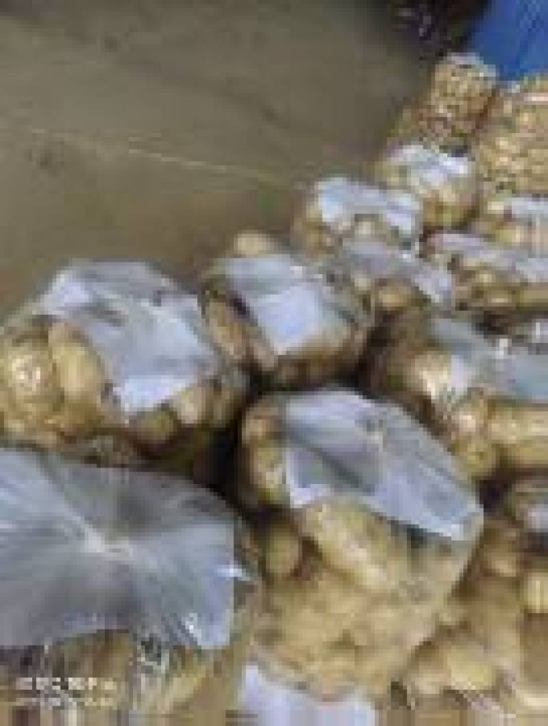 《精选》河南南阳沃土5号土豆品类齐全对接全国一手货源