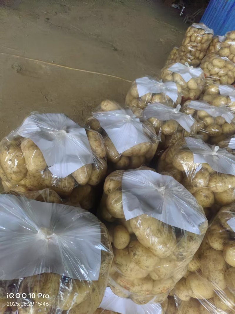 《精选》河南南阳沃土5号土豆品类齐全对接全国一手货源