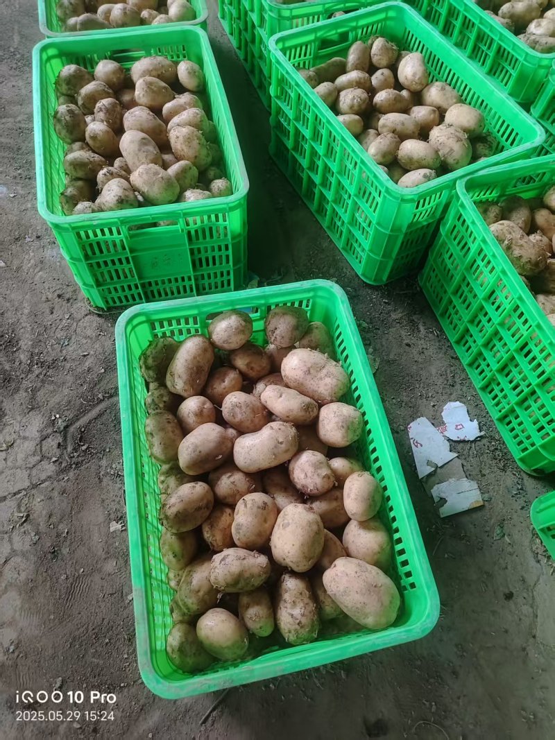 《精选》河南南阳沃土5号土豆品类齐全对接全国一手货源