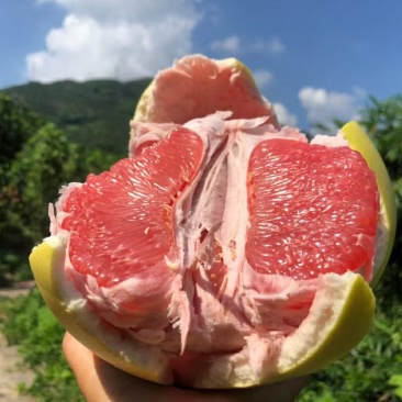 精品琯溪蜜柚产地一手货源批发品质保证价格美丽全国发货欢迎下单