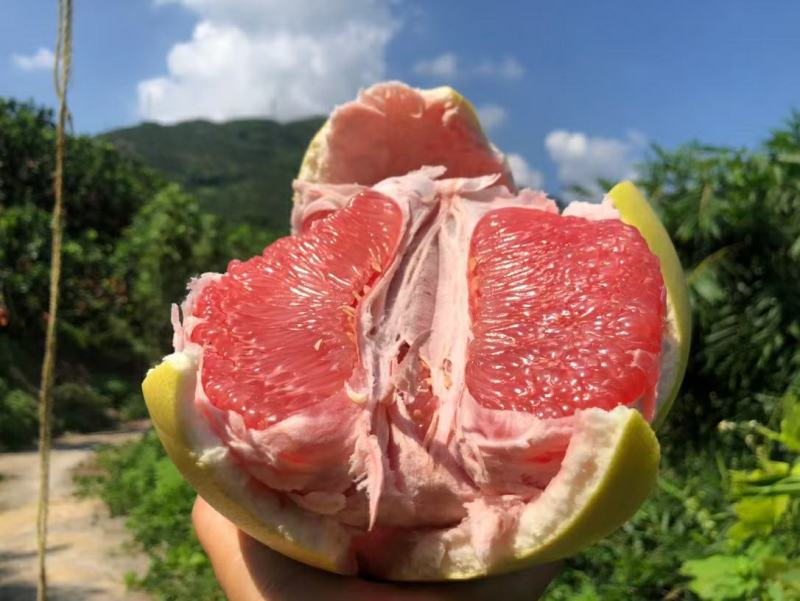 精品琯溪蜜柚产地一手货源批发品质保证价格美丽全国发货欢迎下单