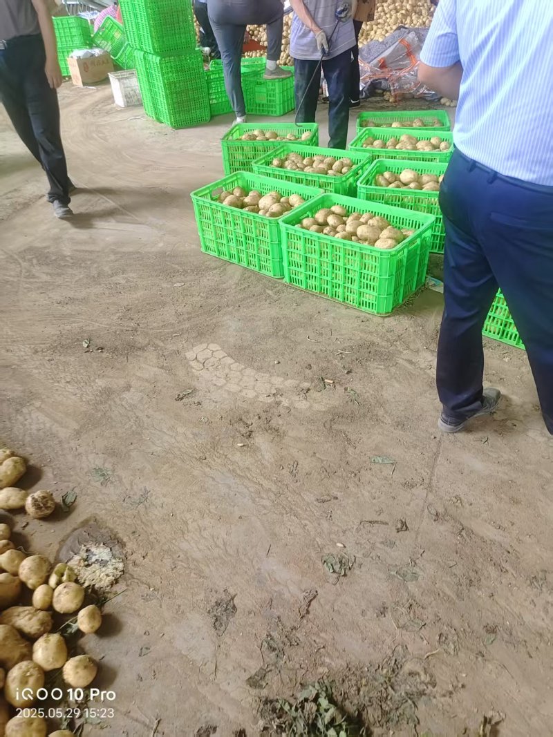 《精选》河南南阳黄心土豆黄皮品类齐全对接全国一条龙服务