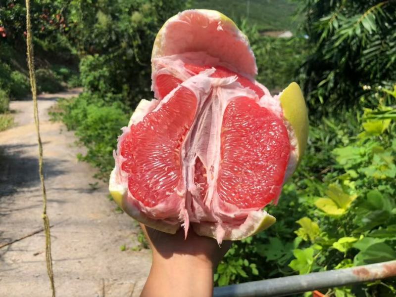 精品琯溪蜜柚产地一手货源批发品质保证价格美丽全国发货欢迎下单