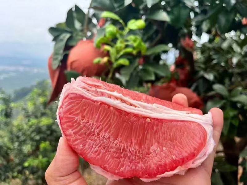 精品琯溪蜜柚产地一手货源批发品质保证价格美丽全国发货欢迎下单