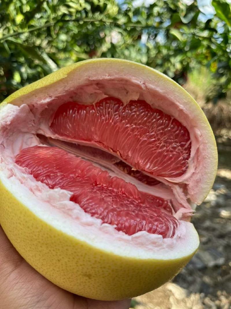 精品琯溪蜜柚产地一手货源批发品质保证价格美丽全国发货欢迎下单