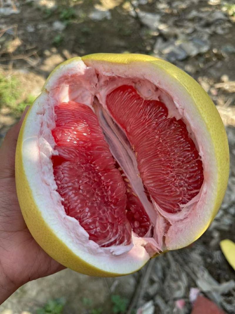 精品琯溪蜜柚产地一手货源批发品质保证价格美丽全国发货欢迎下单