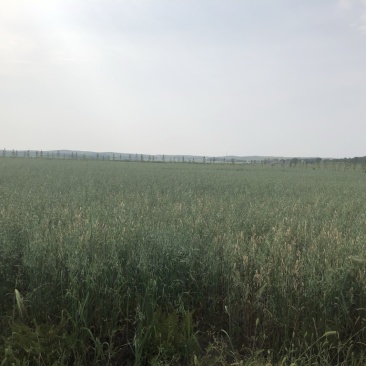 2480亩莜麦9月份收获，价格美接受提前预定，