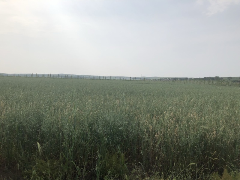 2480亩莜麦9月份收获，价格美接受提前预定，