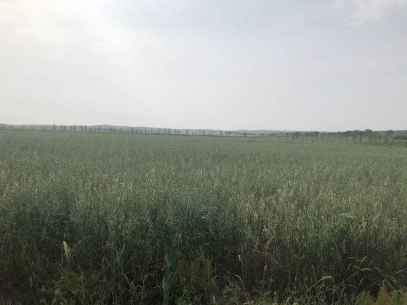 2480亩莜麦9月份收获，价格美接受提前预定，