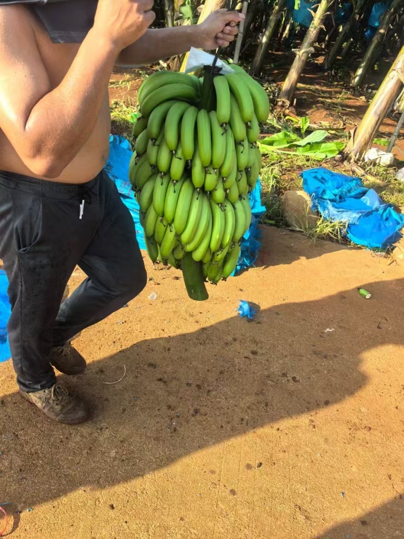 广东香蕉基地直发保质保量现摘现发一条龙服务对接全国