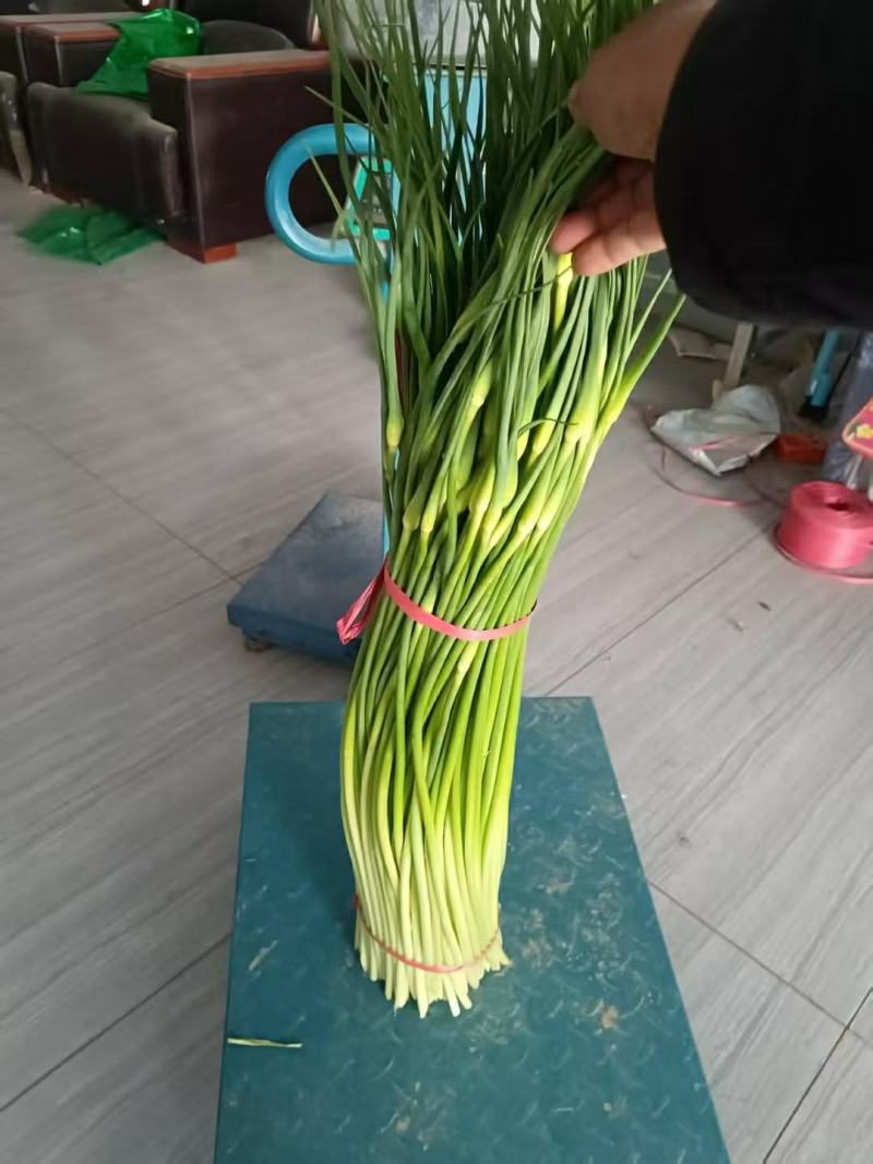 湖北精品白帽蒜薹大量上市对接各大电商批发市场欢迎全国老板联系