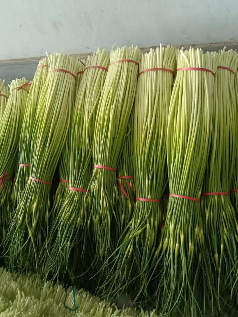 湖北精品白帽蒜薹大量上市对接各大电商批发市场欢迎全国老板联系