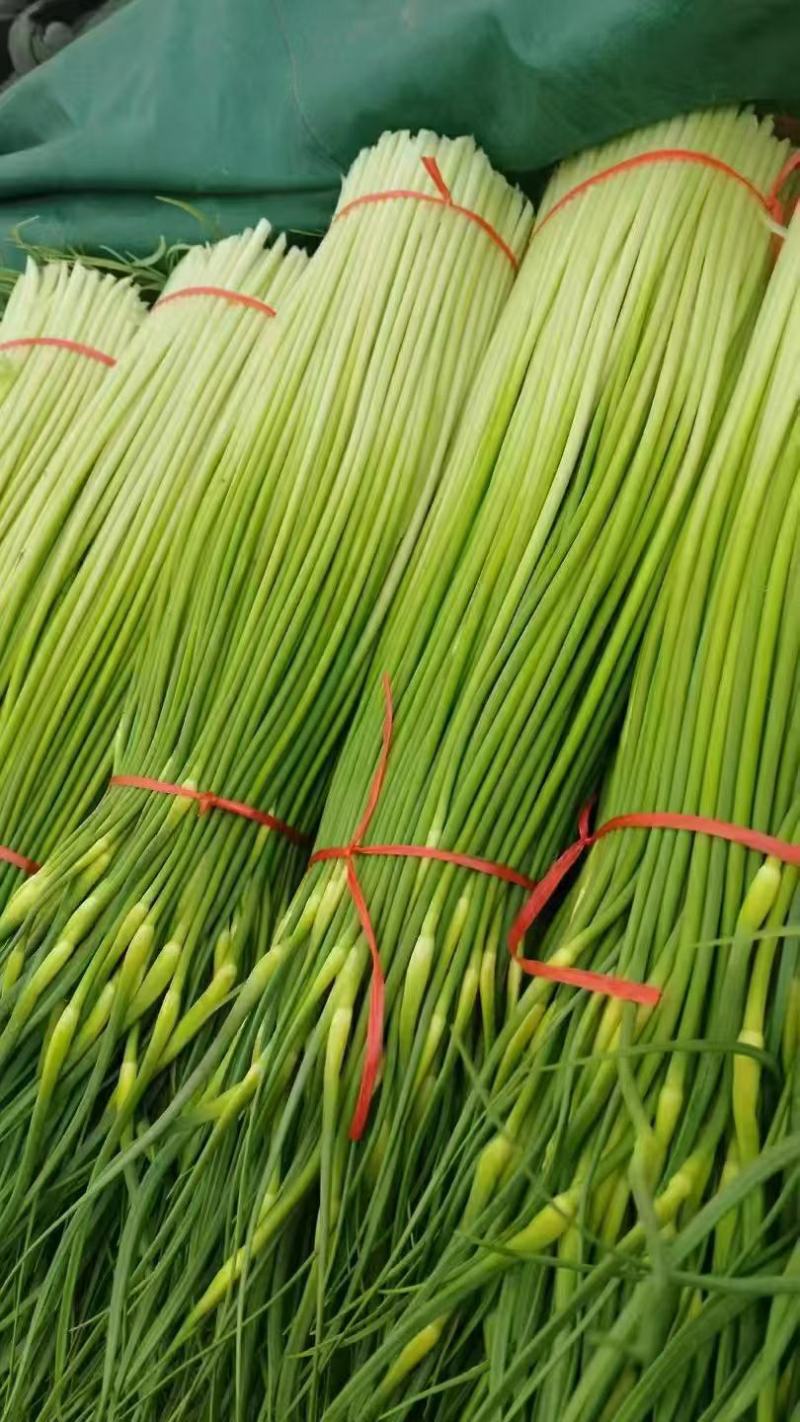 湖北精品白帽蒜薹大量上市对接各大电商批发市场欢迎全国老板联系