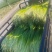 湖北精品白帽蒜薹大量上市对接各大电商批发市场欢迎全国老板联系