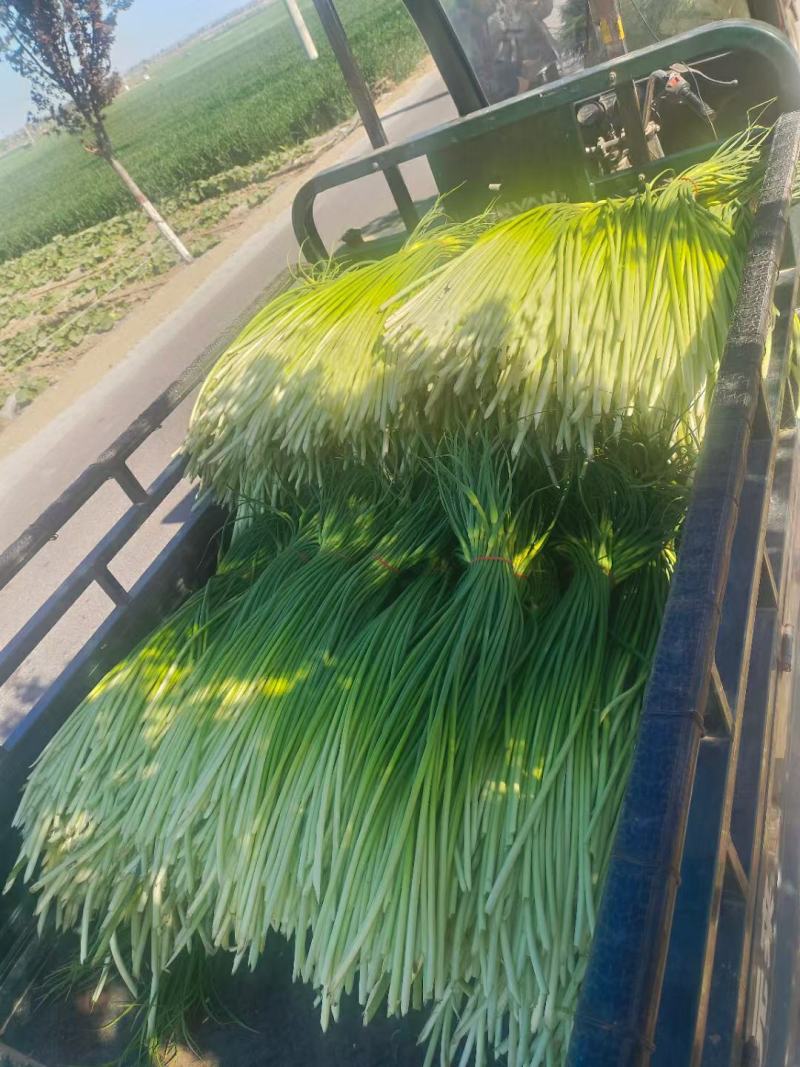 湖北精品白帽蒜薹大量上市对接各大电商批发市场欢迎全国老板联系