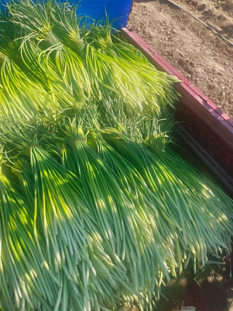 湖北精品白帽蒜薹大量上市对接各大电商批发市场欢迎全国老板联系