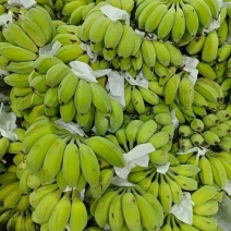 广东徐闻苹果蕉基地直发保质保量一条龙服务对接全国
