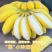 广东徐闻苹果蕉基地直发保质保量一条龙服务对接全国