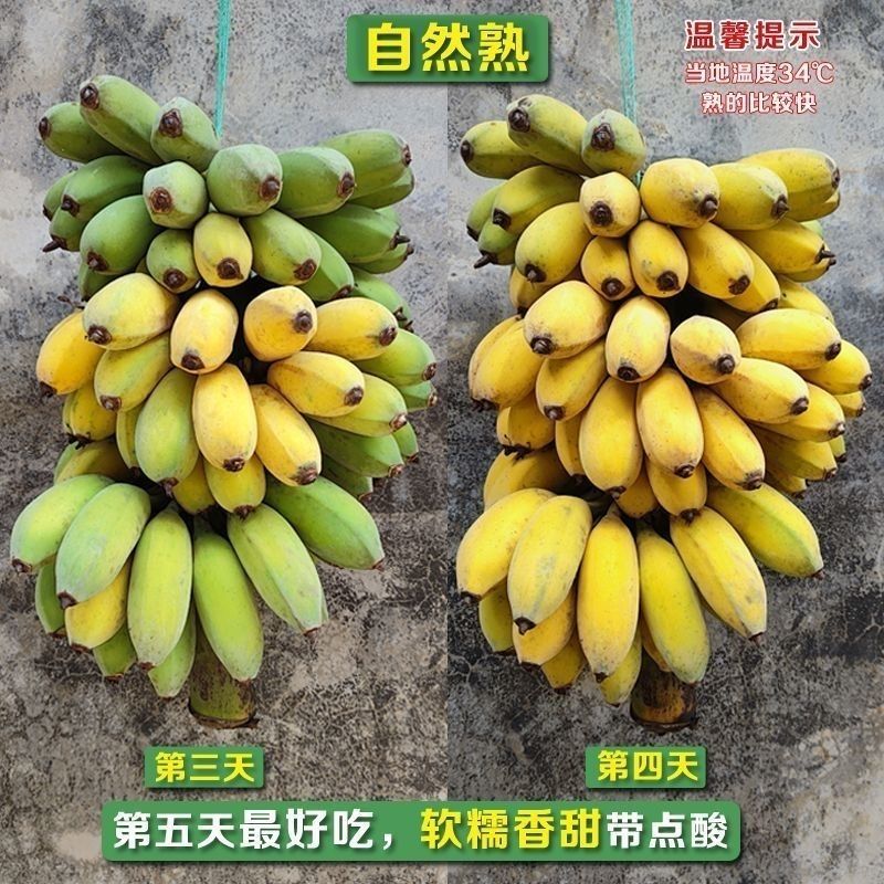 广东徐闻苹果蕉基地直发保质保量一条龙服务对接全国