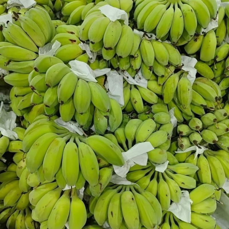 广东徐闻苹果蕉基地直发保质保量一条龙服务对接全国