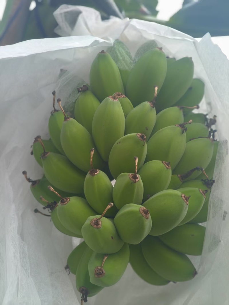 广东徐闻苹果蕉基地直发保质保量一条龙服务对接全国