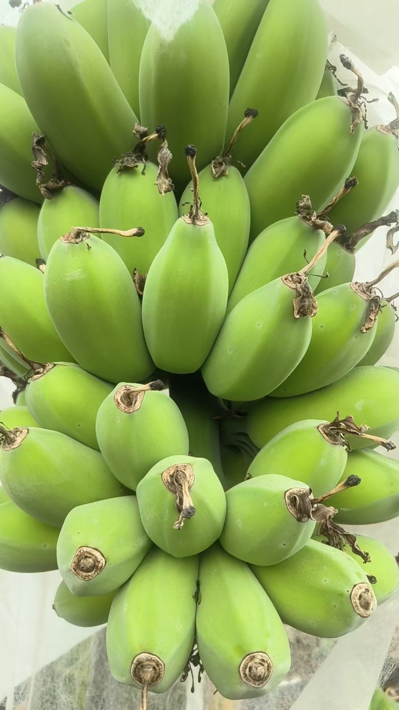 广东徐闻苹果蕉基地直发保质保量一条龙服务对接全国