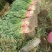 精品红根蒜苗四季蒜苗原产地发货一手货源批发质量保证全国发货