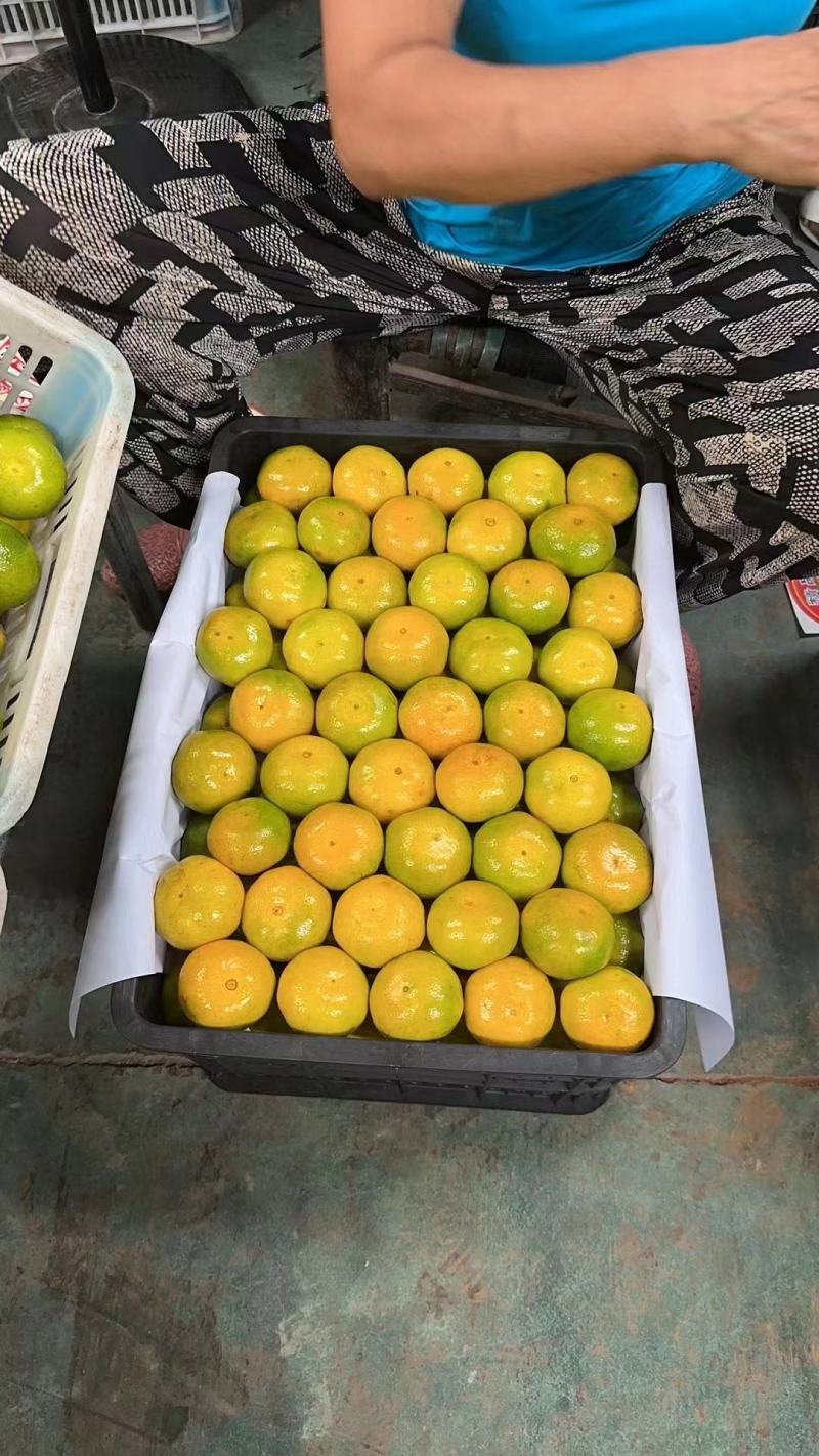 云南特早蜜橘基地直发对接电商商超市场批发诚信合作欢迎联系合作