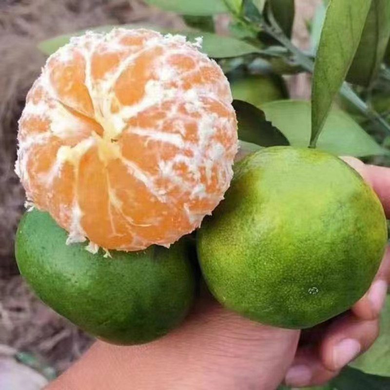 云南特早蜜橘基地直发对接电商商超市场批发诚信合作欢迎联系合作