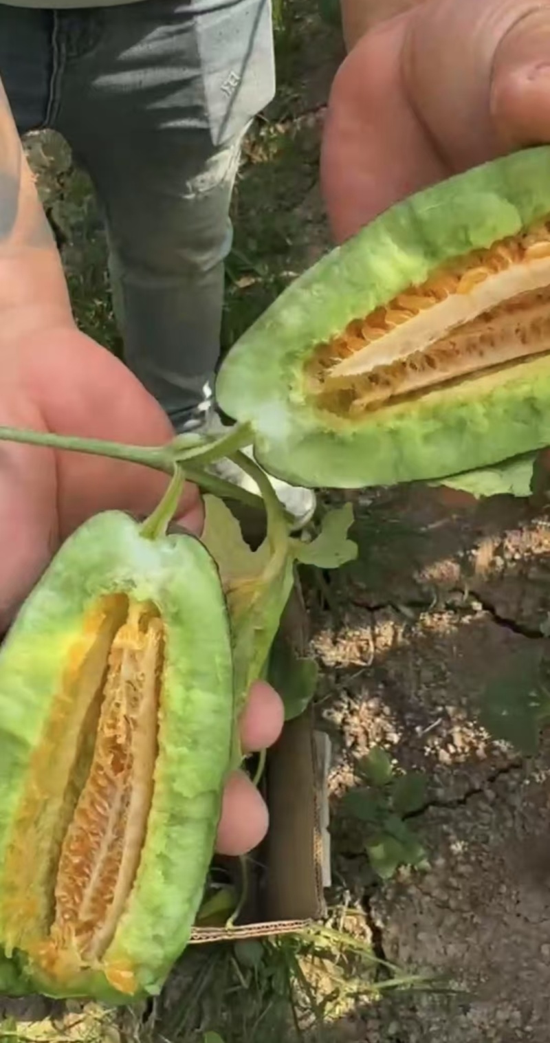 1河北甜瓜博洋九博洋九一博洋六一货源足量大从优全国