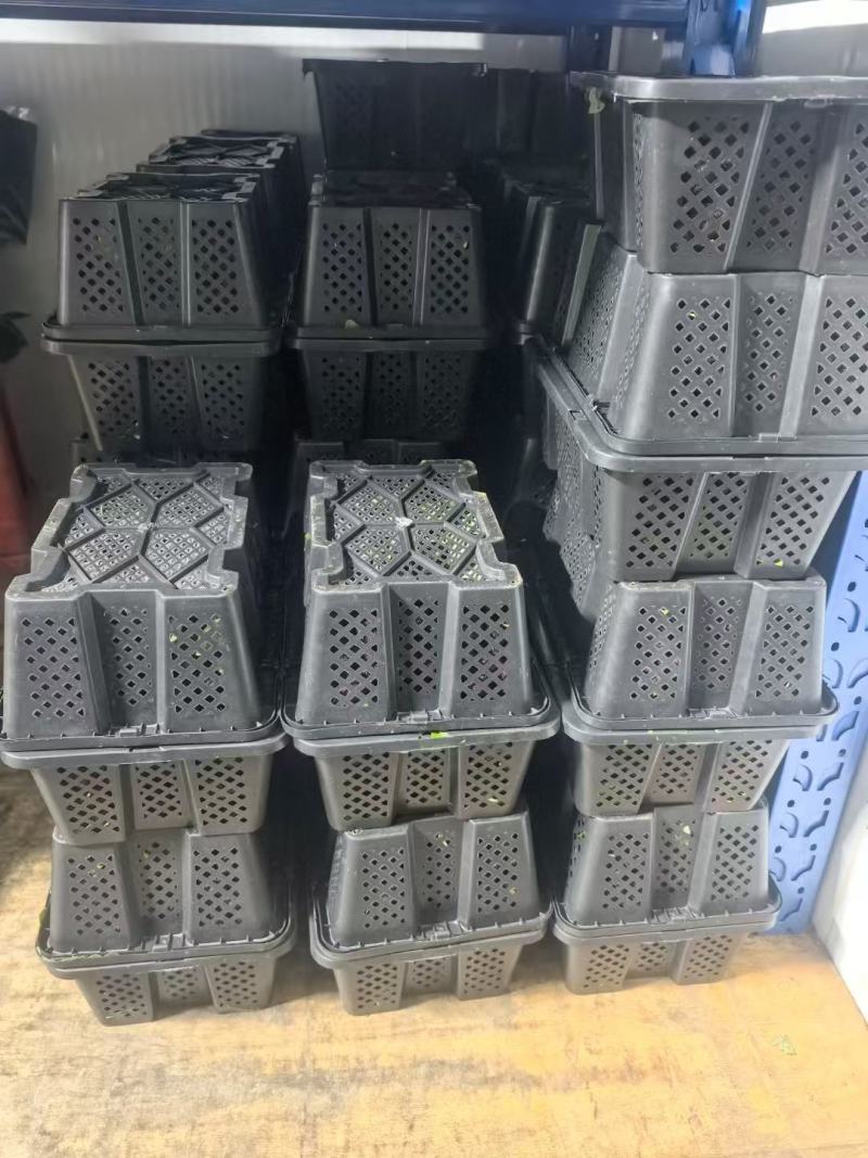 石屏产地杨梅，亮货