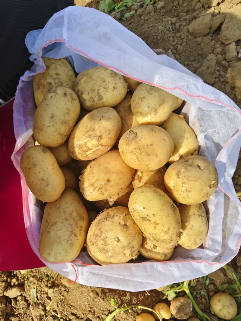 甄选河南土豆大量上市，可供商超，电商，批发市场