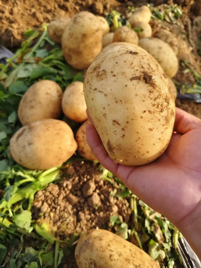 甄选河南土豆大量上市，可供商超，电商，批发市场