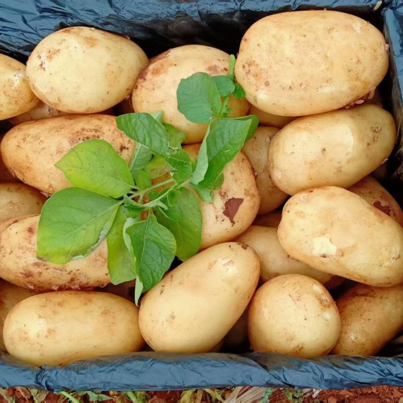 甄选河南土豆大量上市，可供商超，电商，批发市场
