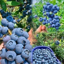精品莱克西蓝莓山东基地直供质量保证一手货源全国发货