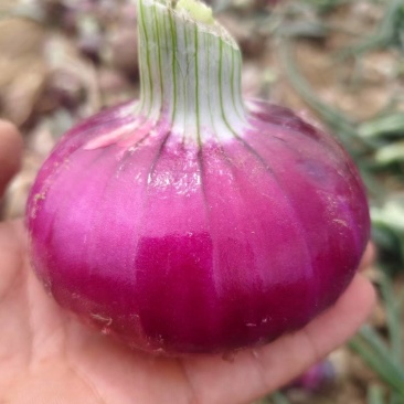 【品质保障】甄选河南紫皮洋葱现挖现发基地直供