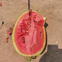陕西甜王，甜度13+