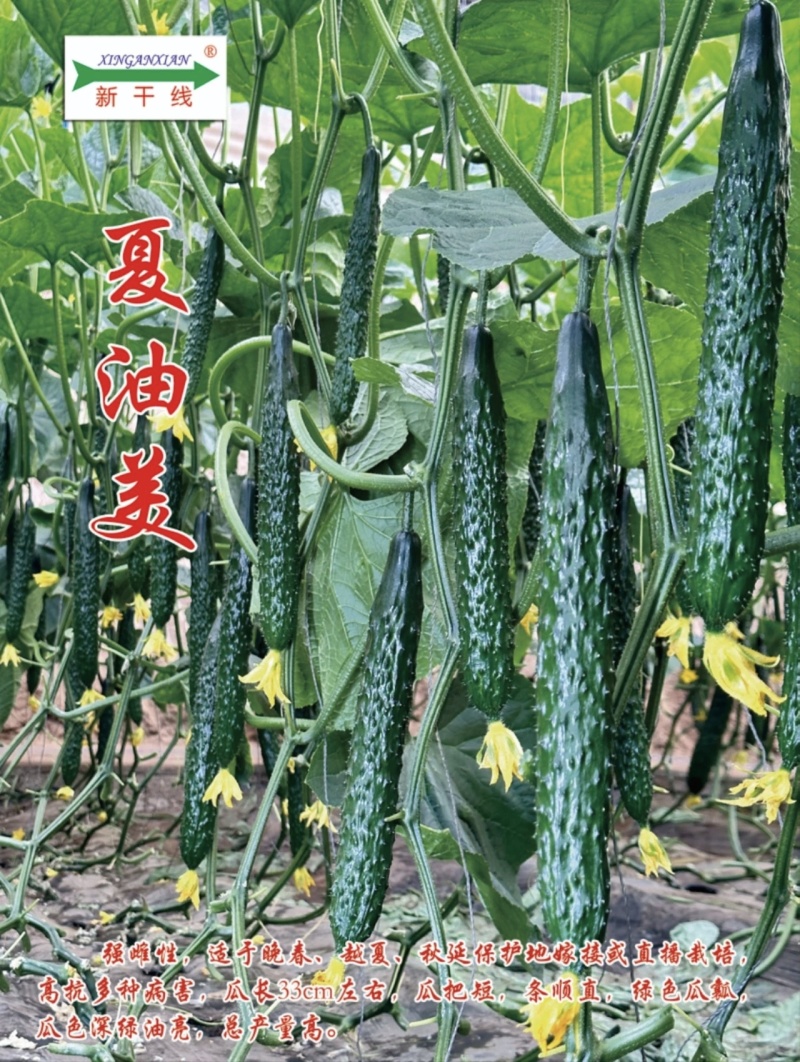 夏油美油亮黄瓜种子耐热强雌绿心密刺黄瓜种籽绿肉春夏秋