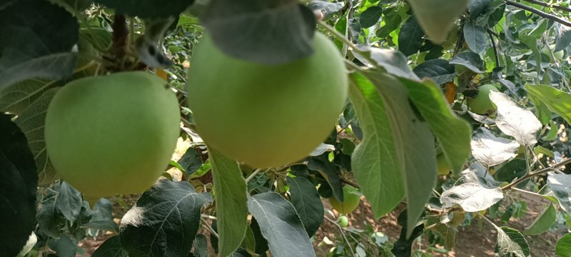 河北藤木一号，早熟的青苹果，秒接单，电商，走市场**，