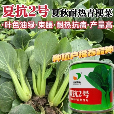 夏抗2号耐热青梗菜种子抗病小油菜夏秋抗热耐高温菜种子