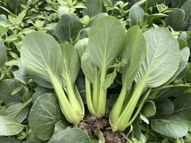 夏抗2号耐热青梗菜种子抗病小油菜夏秋抗热耐高温菜种子
