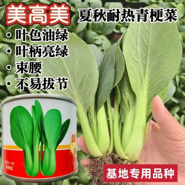 美高美耐热青梗菜种子杂交夏秋抗热绿梗上海青菜菜籽基地推荐