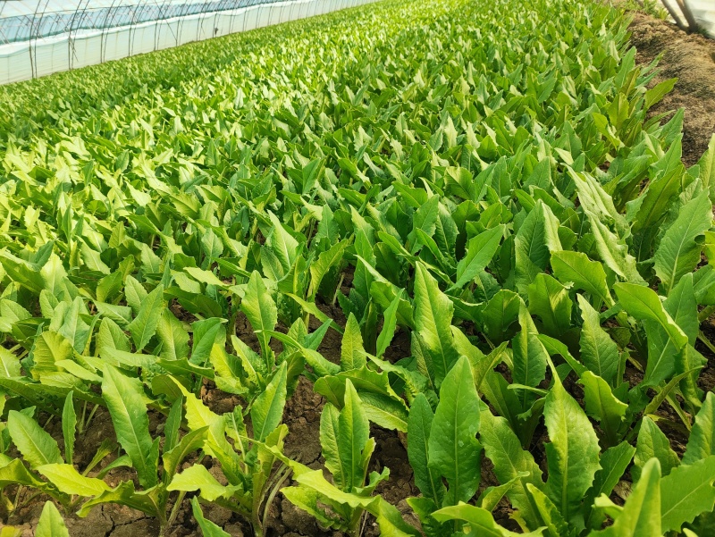 北京油麦菜(安全健康之选)