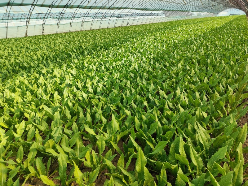 北京油麦菜(安全健康之选)