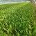 北京油麦菜(安全健康之选)