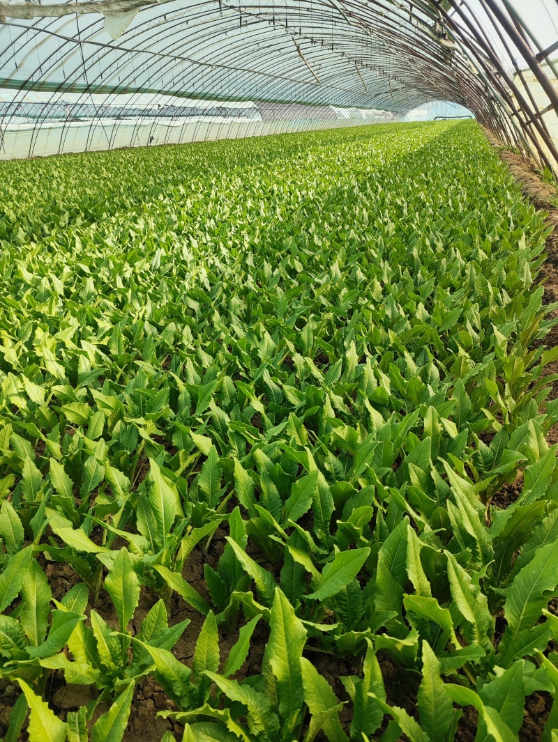 北京油麦菜(安全健康之选)